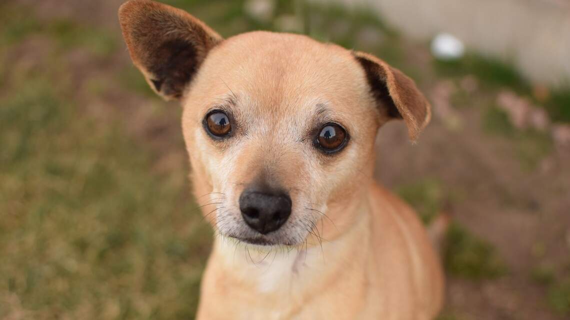 Canyon County Pet of the Week: Mason