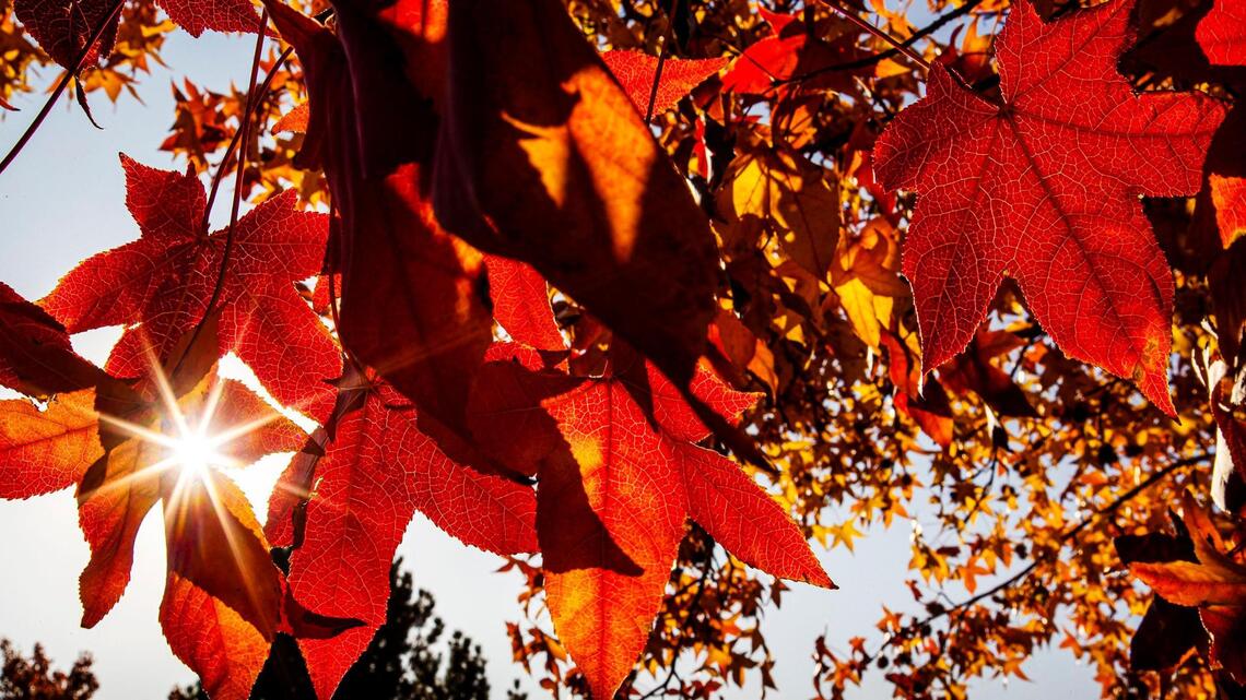 Boise limits leaf bag removal as too many workers are out because of COVID-19 spread