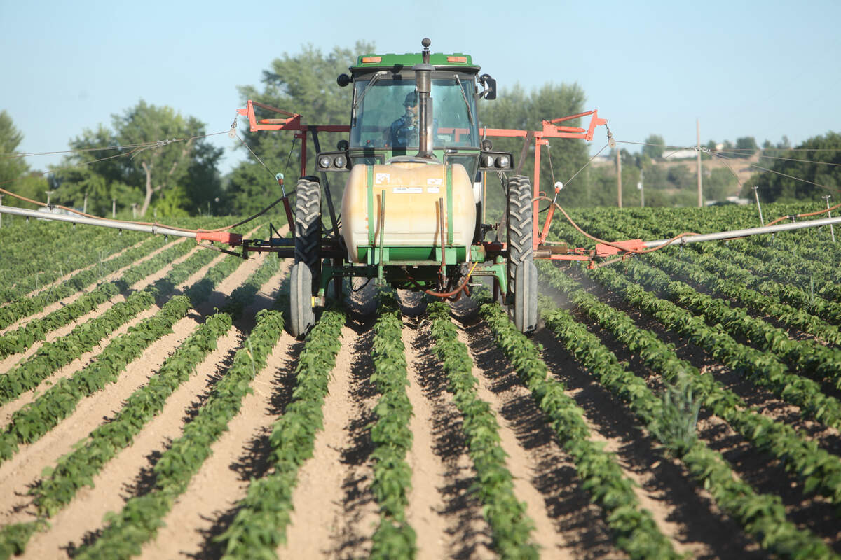University of Idaho researchers are studying relationships between pesticide use and health. Here, a farmer in Canyon County sprays pesticide to control the bugs on his cranberry bean crop.