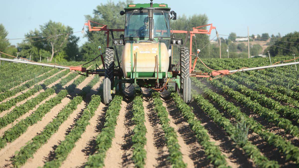 A farmer in Idaho sprays pesticide to control the bugs on his cranberry bean crop in this file photo.