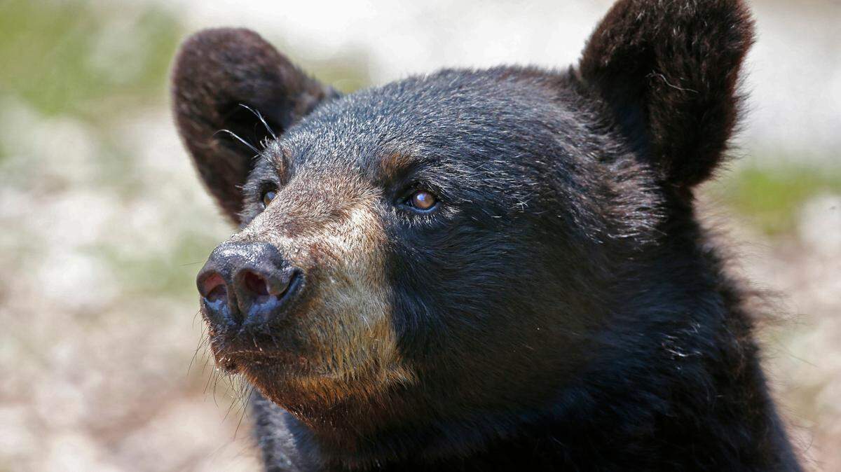 A bear swiped at a tent, injuring a woman inside, early in the morning at Monument Lake Resort, Colorado officials say.
