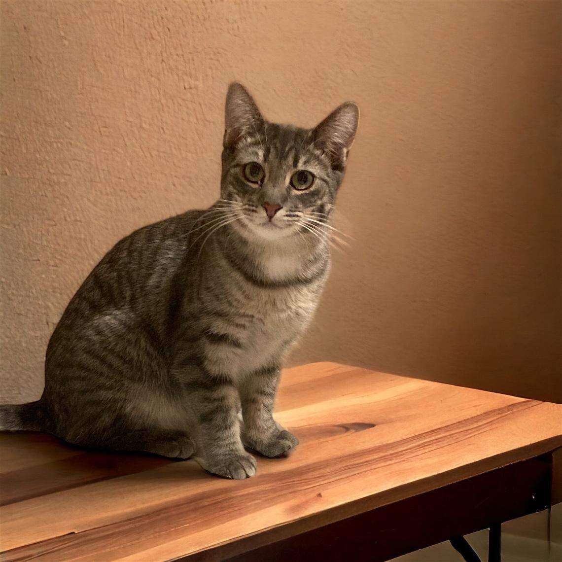 Monel came from the streets and is still getting used to people