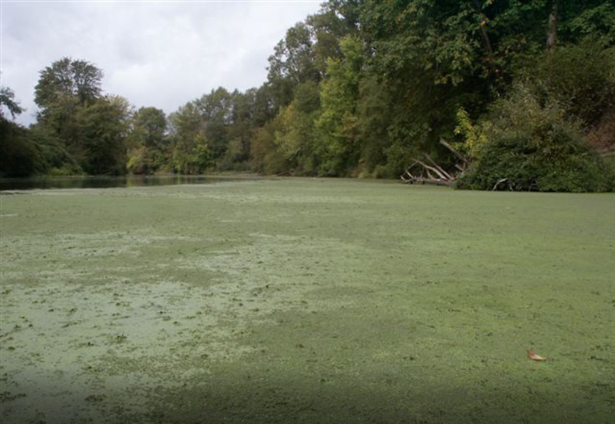 Brazilian Elodea can form dense patches of weed, crowding out other species and depleting necessary oxygen.