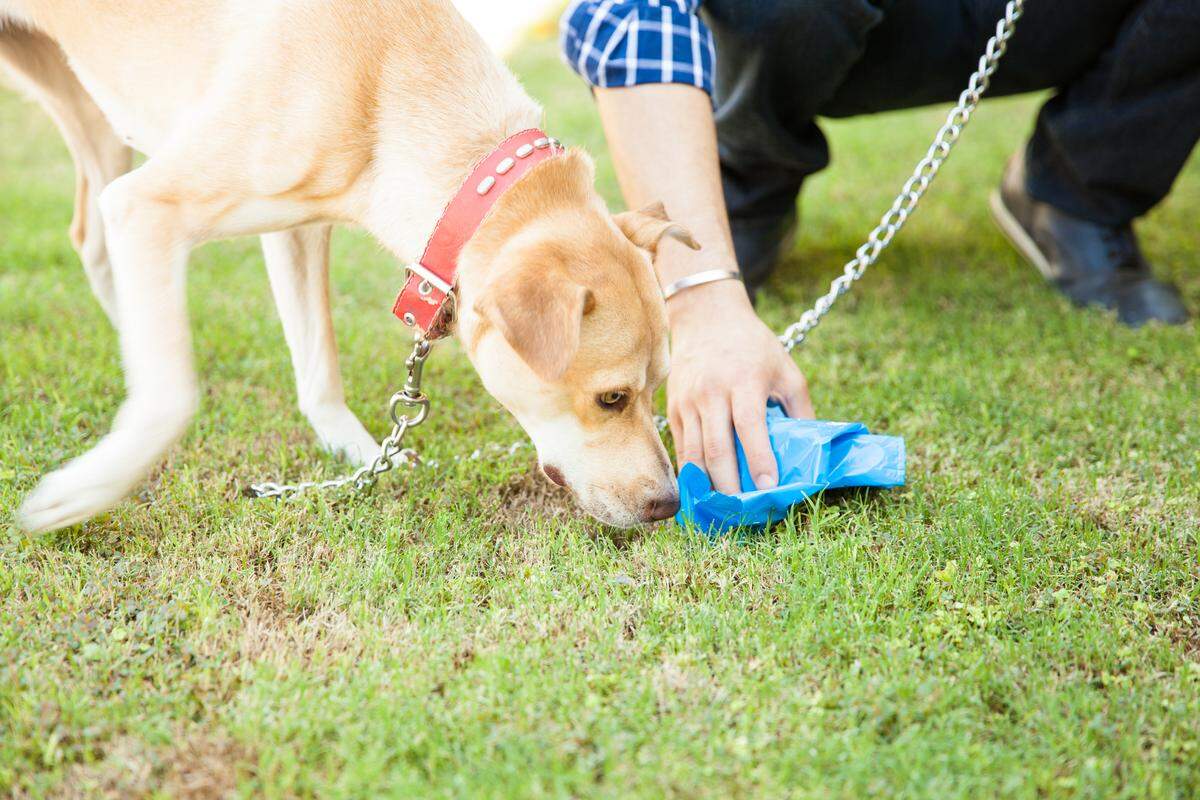 How should Modesto residents dispose of pet waste?