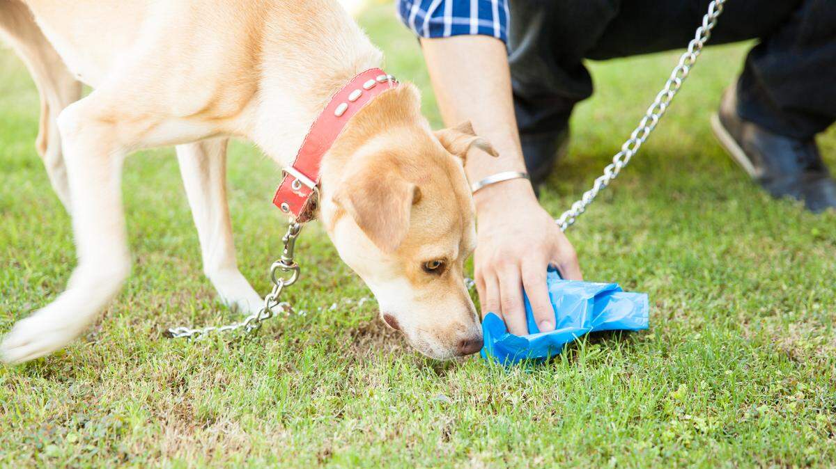 Are you properly disposing of pet waste in Modesto? Here’s what the city says to do
