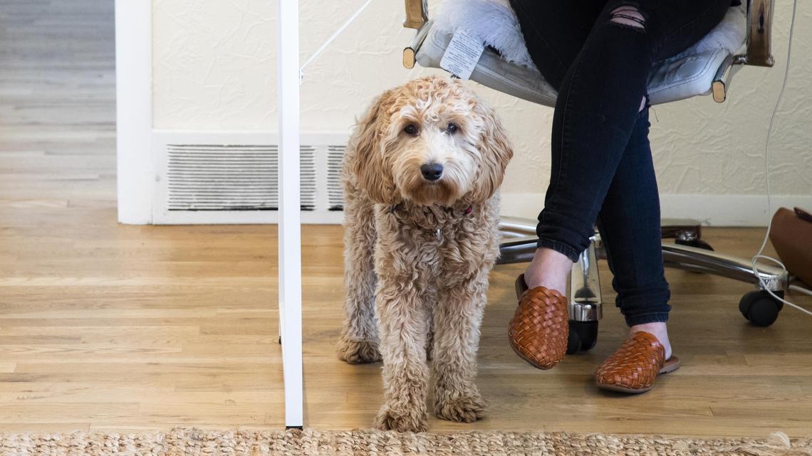 Zoe, an “office mascot,” at Simply Eloped, keeps a vigilant eye for employees in need of petting a furry friend. The staff was recently increased with help from Indie.vc, a venture-capital firm that helps small businesses already doing well get to the next level.
