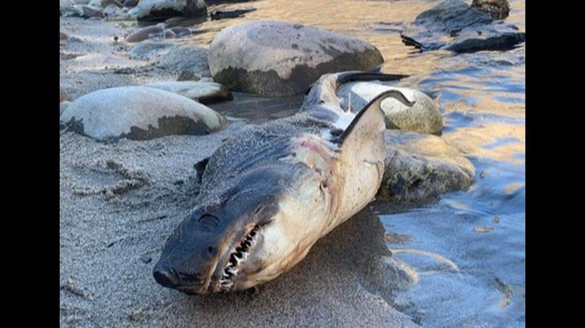 Idaho Department of Fish and Game officials said this salmon shark, which was found near Riggins on the Salmon River, was likely dropped as a prank.