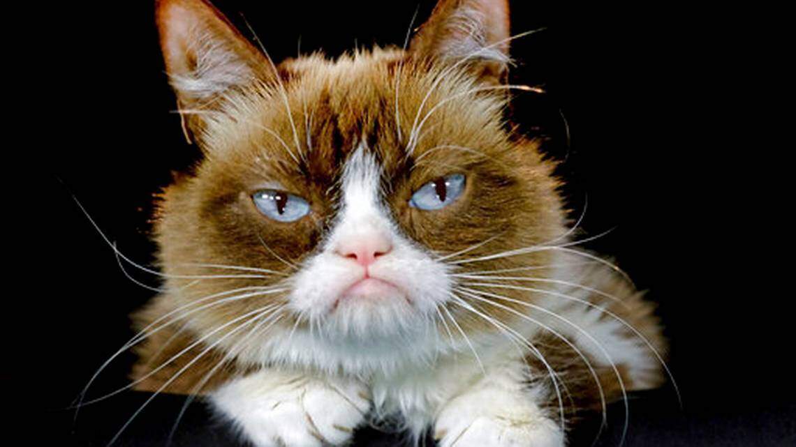 Grumpy Cat had many fans. But who paid for all those billboard tributes after she died?