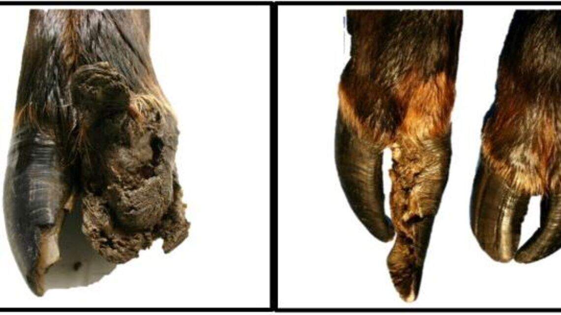 This disease leaves elk with broken, deformed hooves. Now it’s in Idaho.