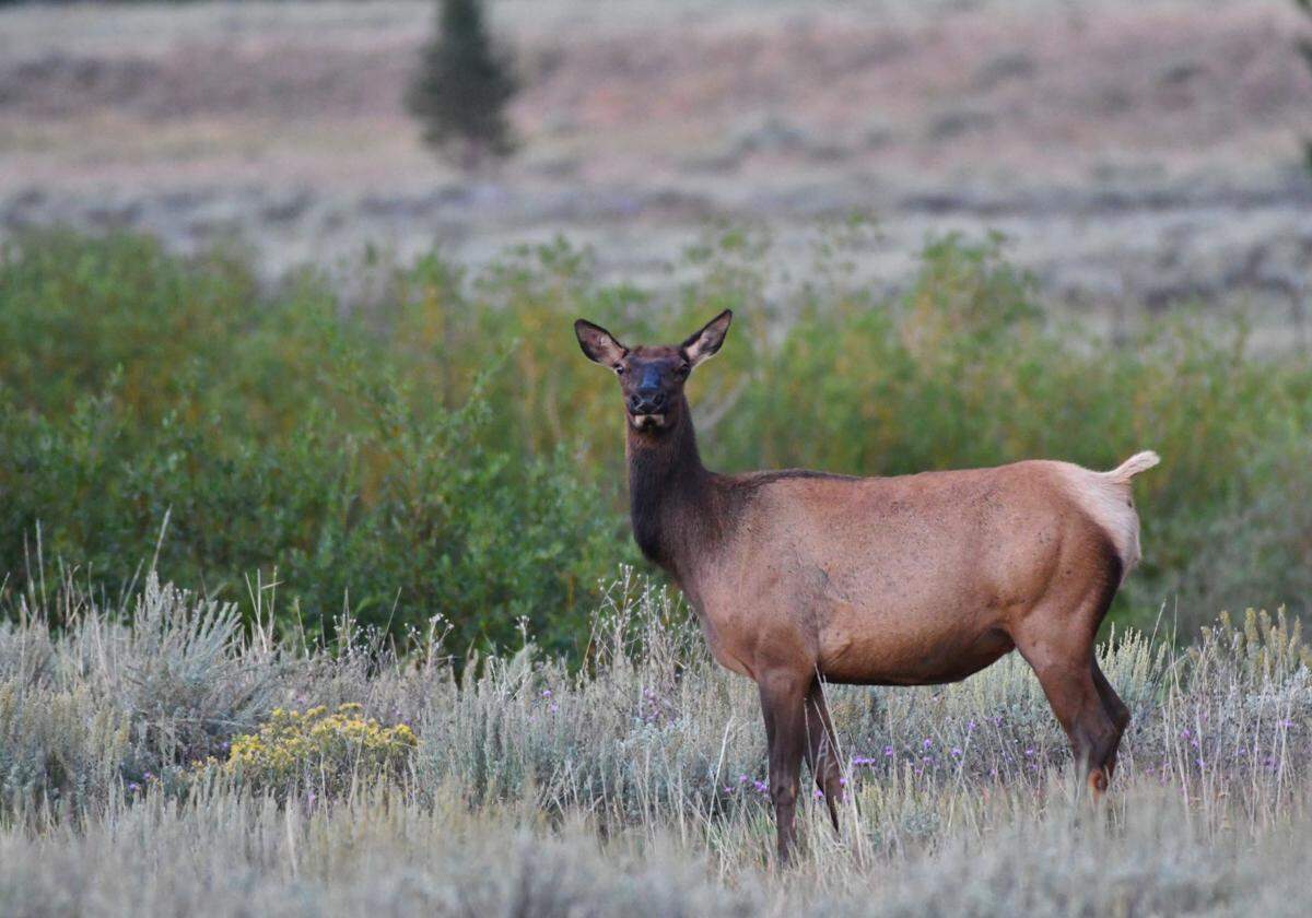 A cow elk grazes at dawn in Blaine County last summer. Idaho Fish and Game says its offering more depredation hunts this year so that sportsmen can help the department keep elk from damaging crops.