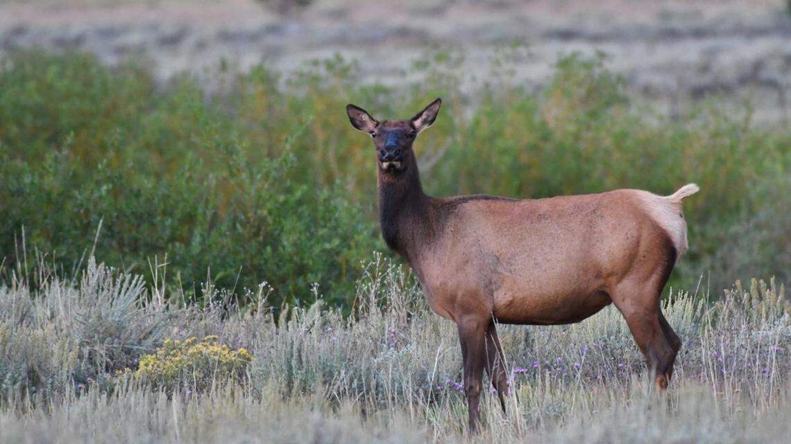 A cow elk grazes at dawn in Blaine County last summer in this file photo.