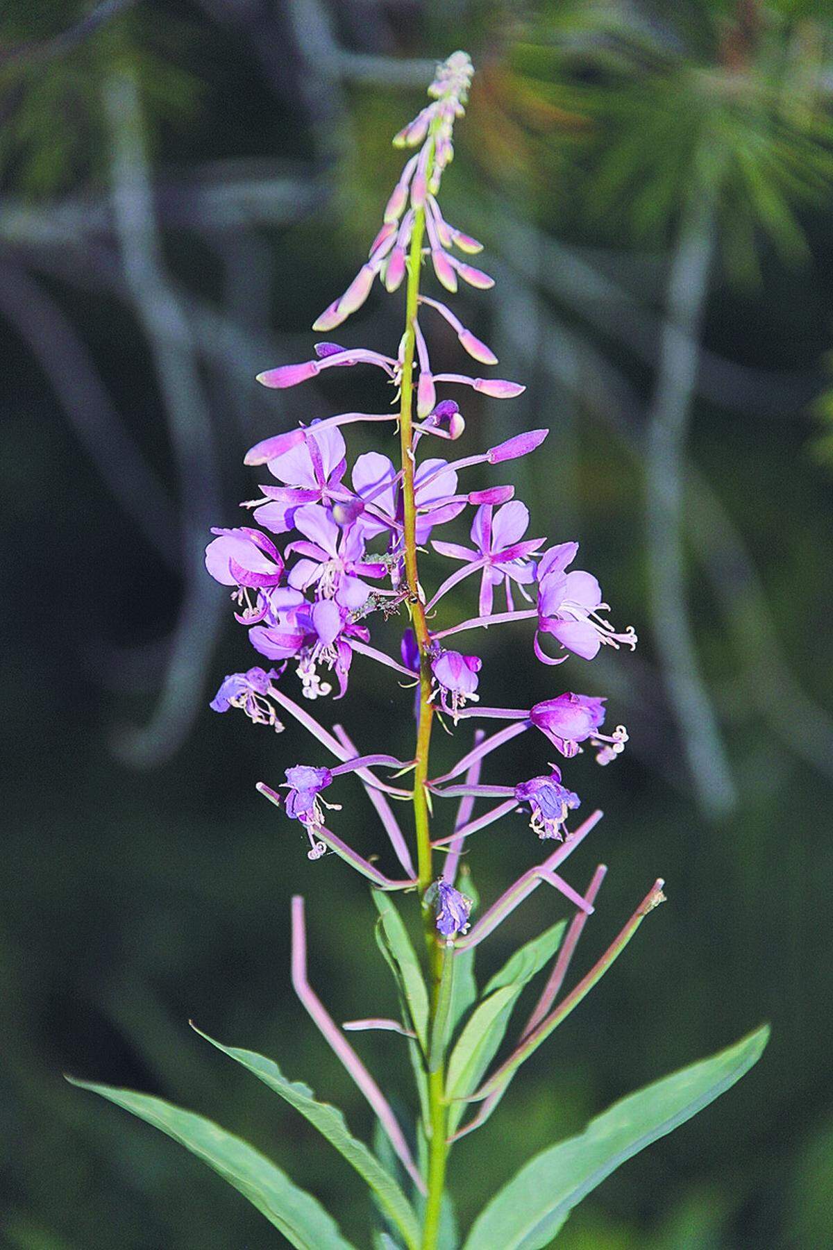 A stalk with tiny pink flowers.
