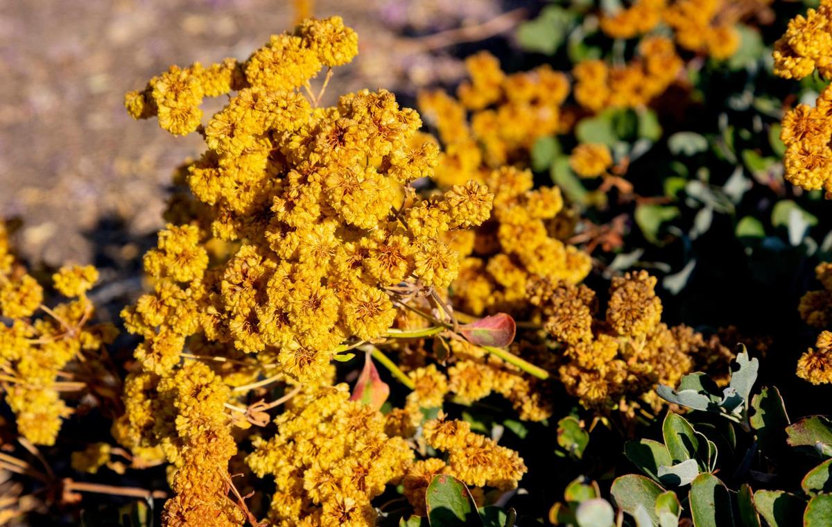 Sulphur buckwheat tolerates dry conditions with little water.