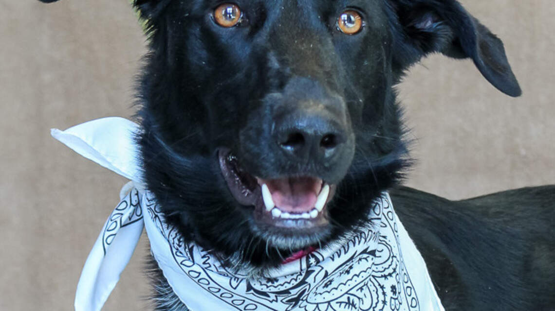 Ada County Pet of the Week: Millie