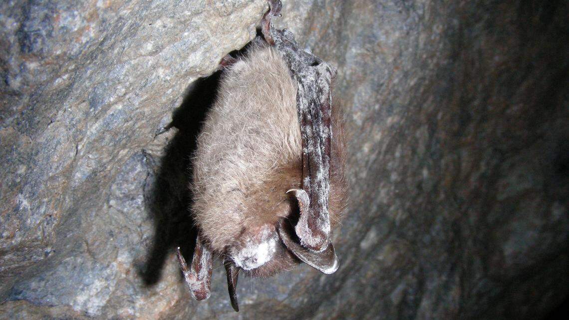 Devastating illness killed millions of bats in North America. It was just found in Idaho