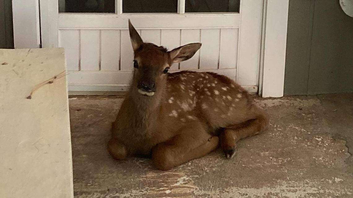 A baby elk was left on the doorstep of a Pine, Arizona, home.