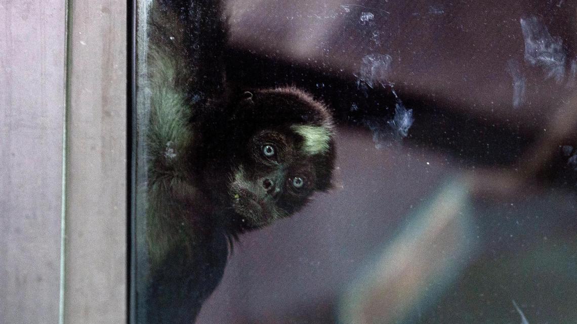 Elvis the spider monkey turned 60 at Zoo Boise on Saturday, July, 2, 2022. The birthdays of Elvis and an Aldabra tortoise named Mr. Mac, who turned 100, were celebrated on Saturday.
