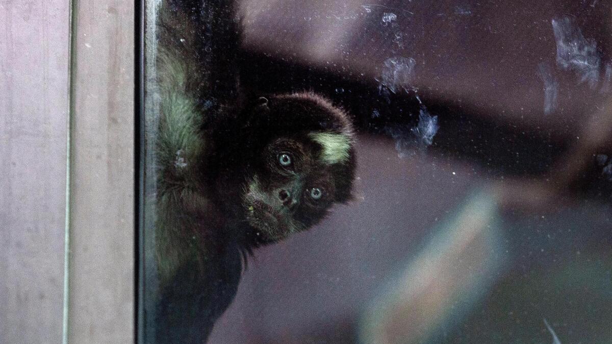 Elvis the spider monkey turned 60 at Zoo Boise on Saturday, July, 2, 2022. The birthdays of Elvis and an Aldabra tortoise named Mr. Mac, who turned 100, were celebrated on Saturday.