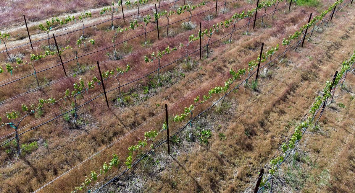 The location of the Minders’ vineyard on a hillside allows cold air overnight, which can damage the plants, to flow downhill rather than lingering on the property, Hailey Minder said.