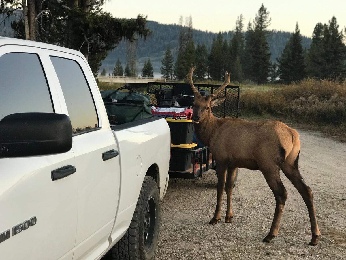 Elliott the elk stands near equipment at the Chadwick family’s hunting camp in Bear Valley. The elk, which was habituated to humans in Sweet, spent the archery season opening weekend at the Chadwicks’ camp.