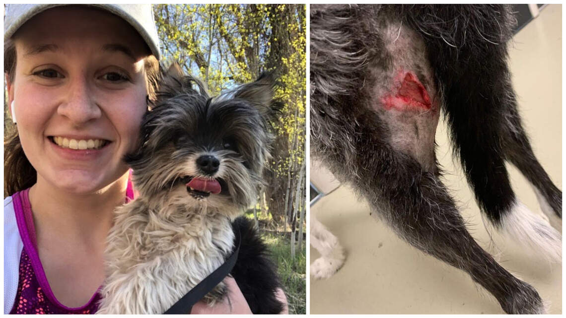 One dog killed, another injured in coyote attacks on trails in the Boise Foothills