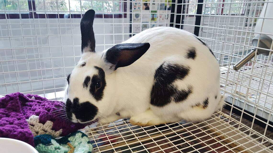Ada County Pet of the Week: Alexandra