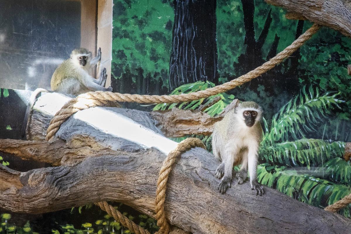 Vervet monkeys at Zoo Boise’s new Gorongosa National Park exhibit.