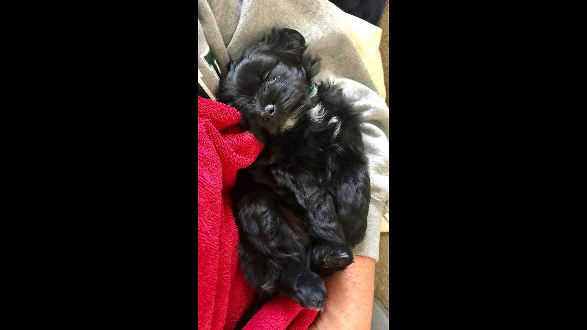 Bear, a “shorkie poo” puppy seen here napping, died three days after the Williams family bought him from Surf’s Up Puppy Shack in Meridian. He was diagnosed with parvovirus, a highly contagious illness that afflicted two other puppies from the same store.