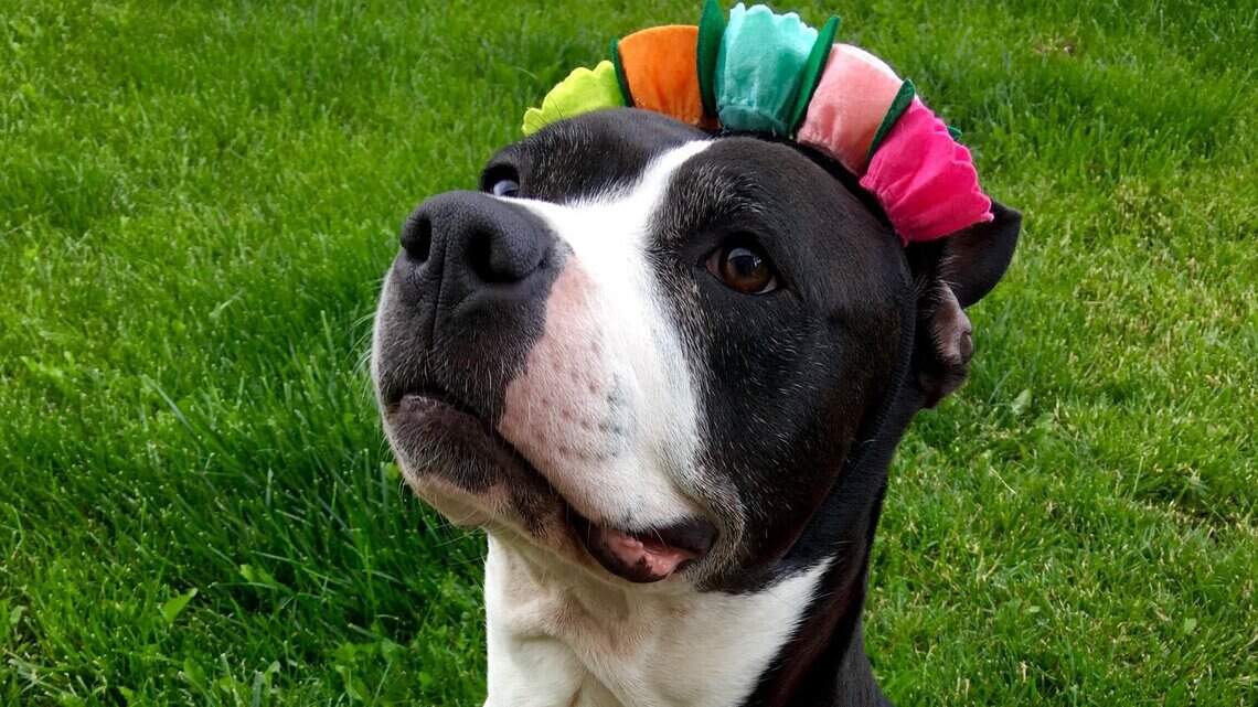 Canyon County Pet of the Week: Kylee