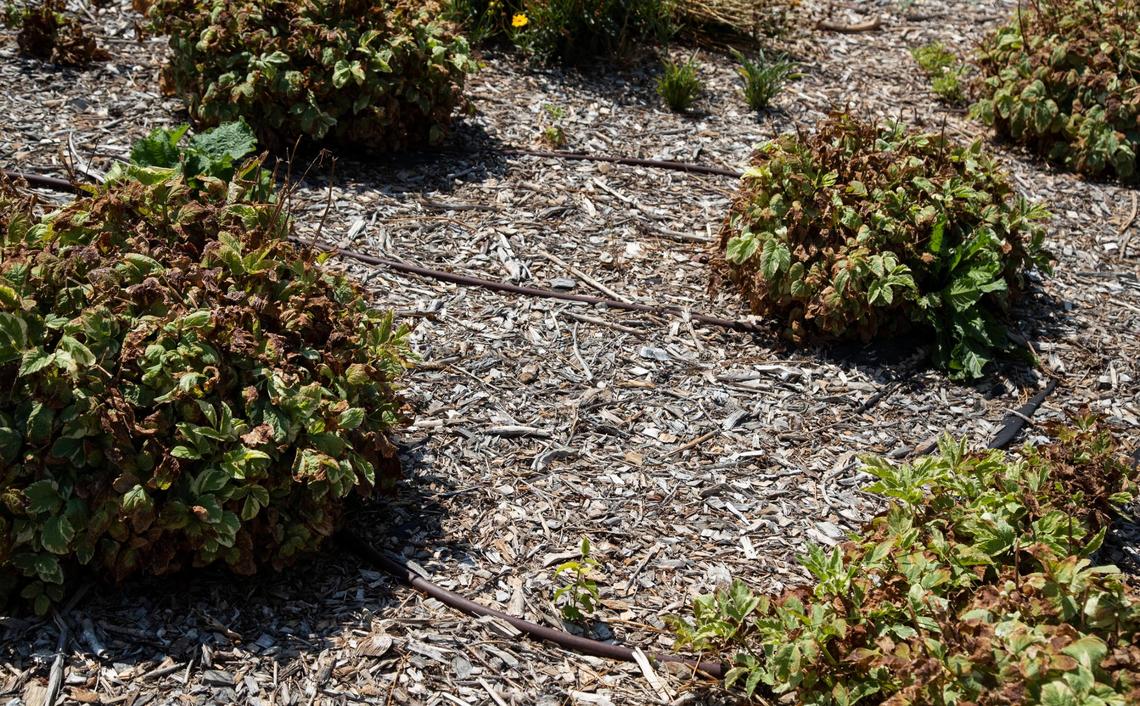 Claudia Haynes’s neighbor has not had luck using the irrigation system in her garden, connected to well water, because the well has been running dry in their Nampa subdivision, Deer Sky Ranch.