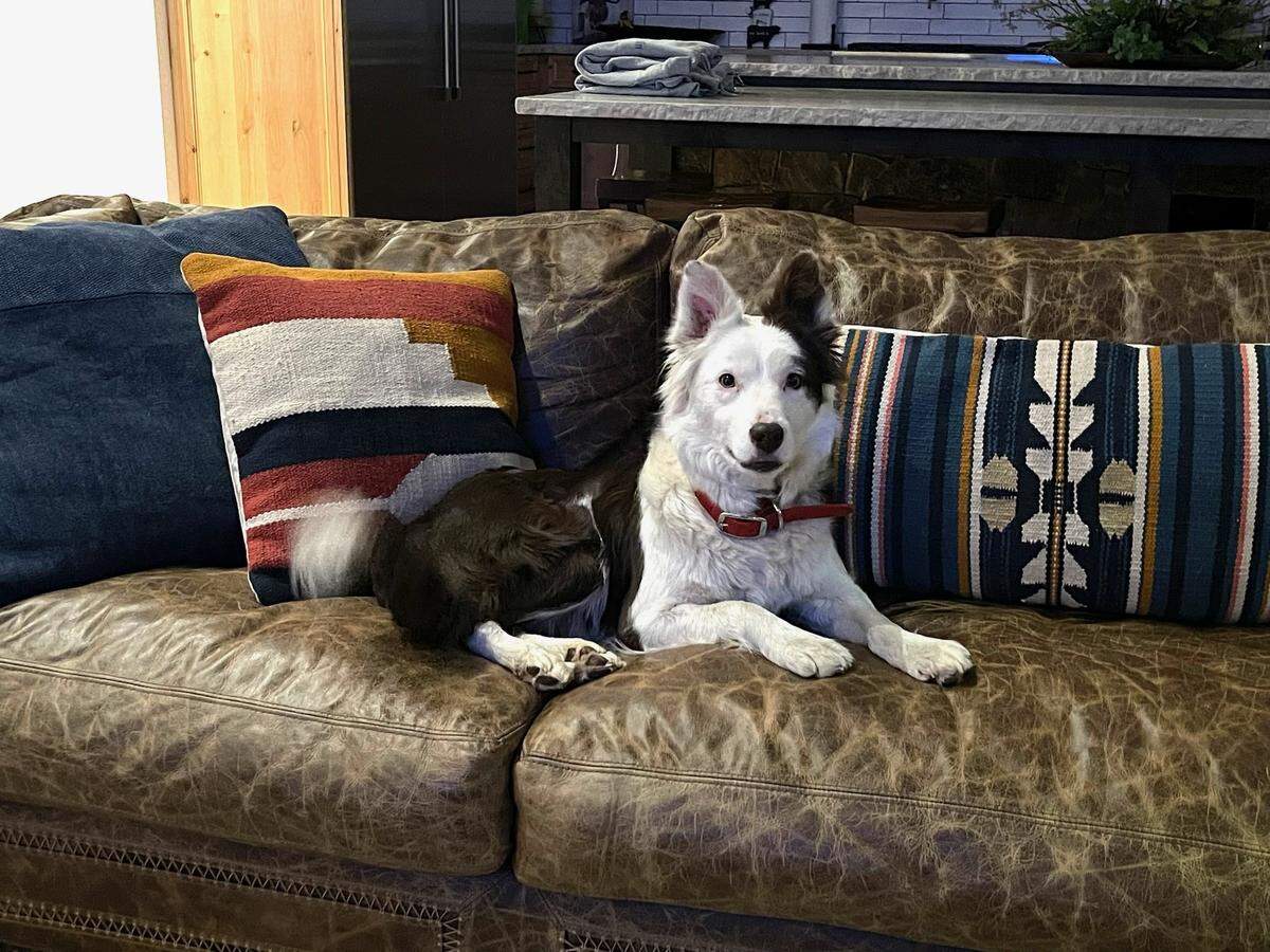Skittles sits on the couch at the Siller family’s home. Andrea Siller, who purchased Skittles at auction for $45,000, said the dog is living the spoiled life.
