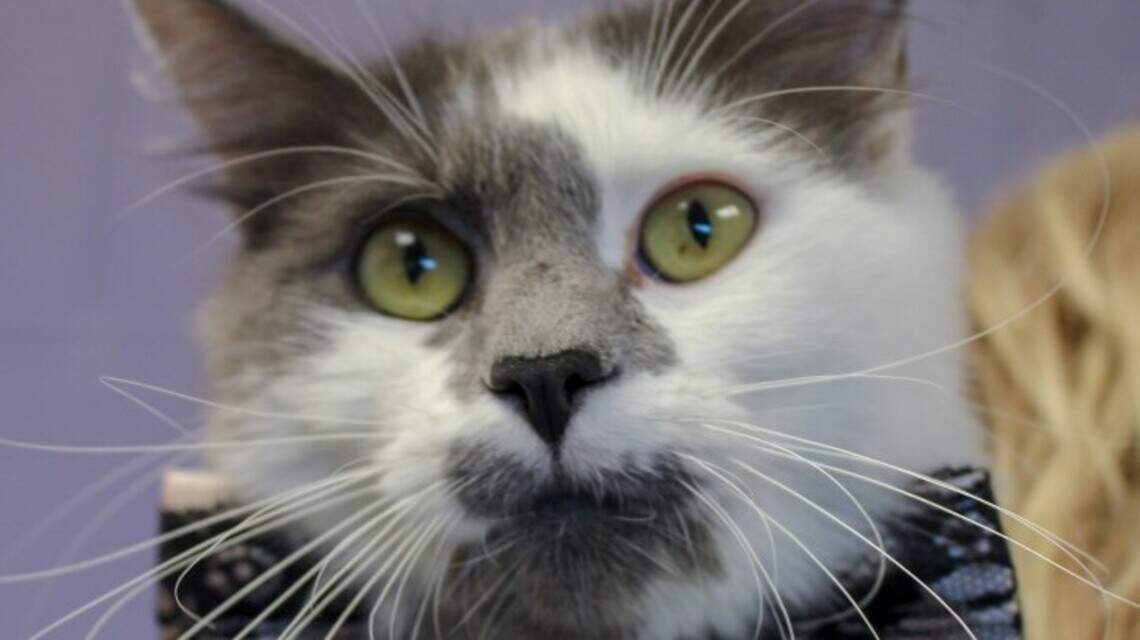 Ada County Pet of the Week: Chester