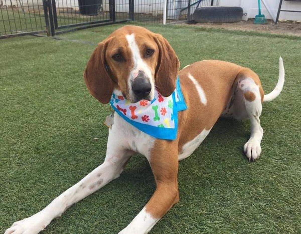 Mae the dog is available for adoption through the Meridian Canine Rescue.
