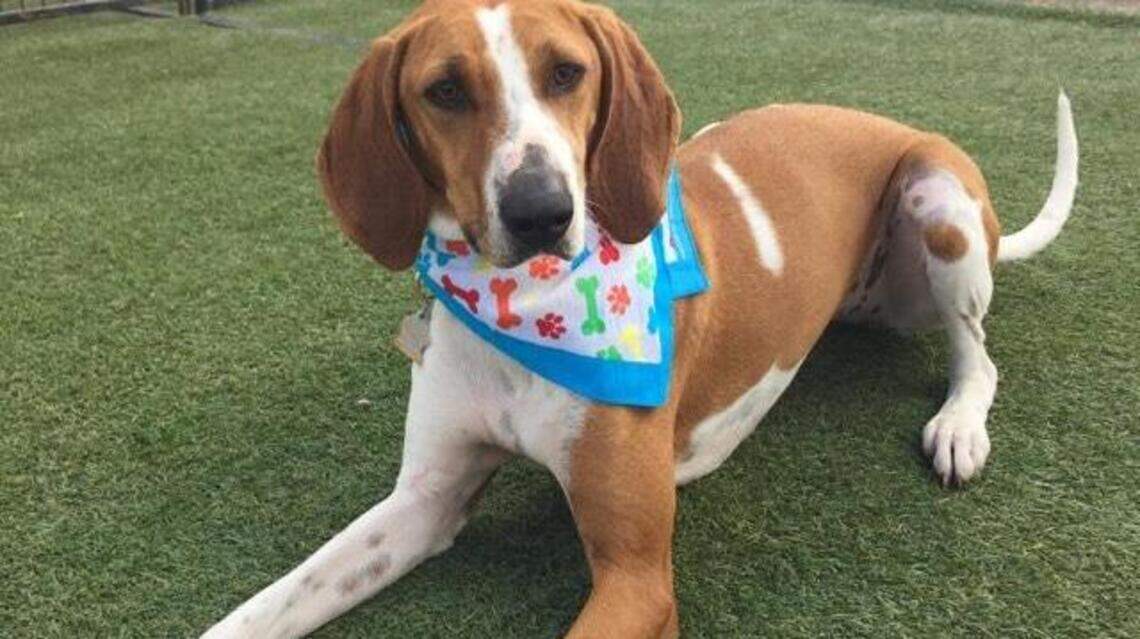 Dogs lead people to behave better. Should we have more of them at work?