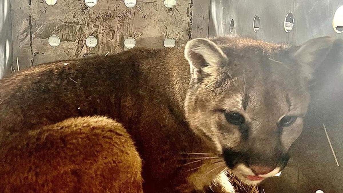 A dog chased a mountain lion up a tree after the lion wandered into a neighborhood in eastern Idaho, officials said.
