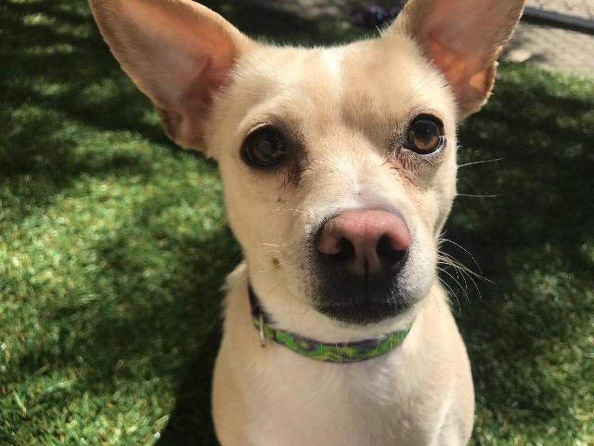 Buddy Boy the dog is available for adoption through the Meridian Canine Rescue.