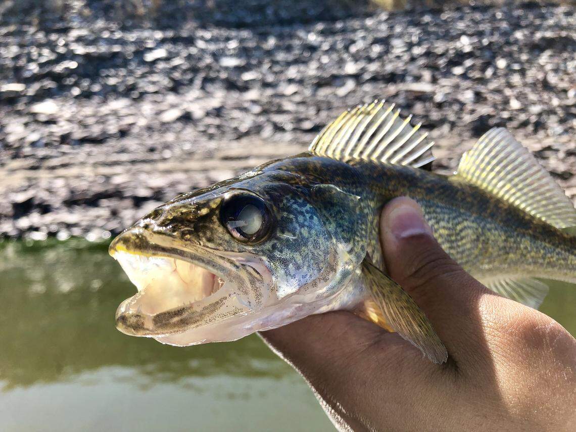 With huge eyes, sharp teeth and a fast, athletic build, walleye are ideally suited for hunting smaller fish of all shapes and sizes.