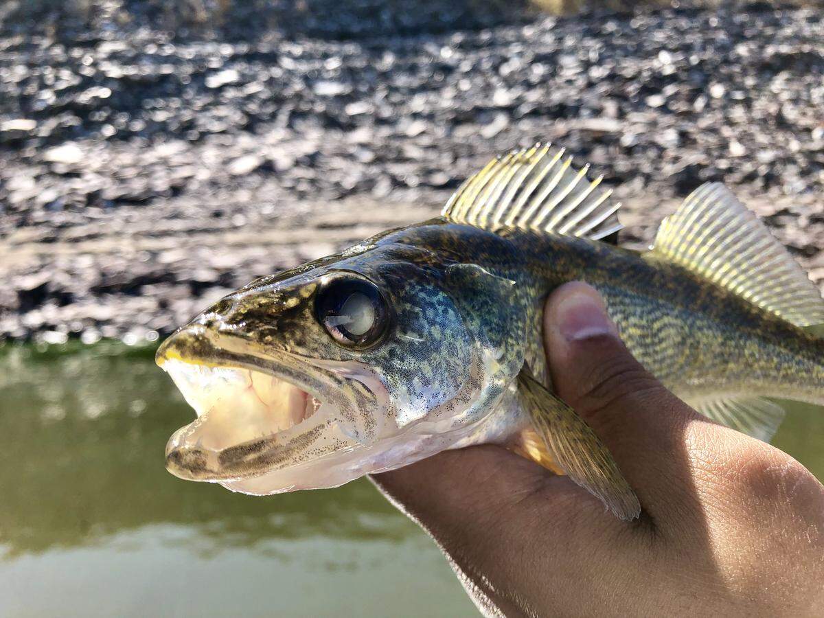 With huge eyes, sharp teeth and a fast, athletic build, walleye are ideally suited for hunting smaller fish of all shapes and sizes.