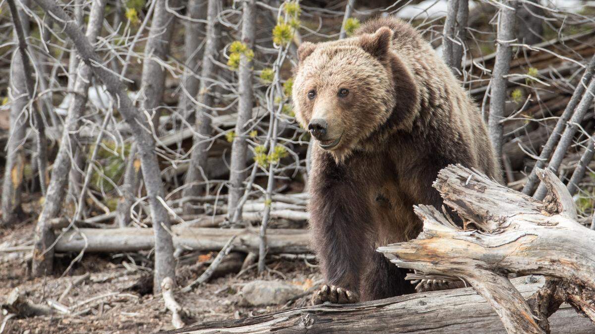 A man was not inured after shooting and killing a bear (not the one pictured) in Montana, officials said.