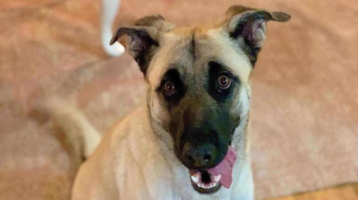 Canyon County Pet of the Week: Meadow