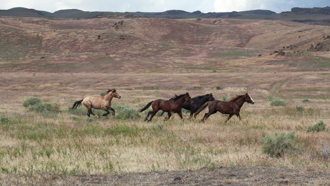 Idaho wildfires burned most food in wild horses’ habitats, prompting emergency roundup