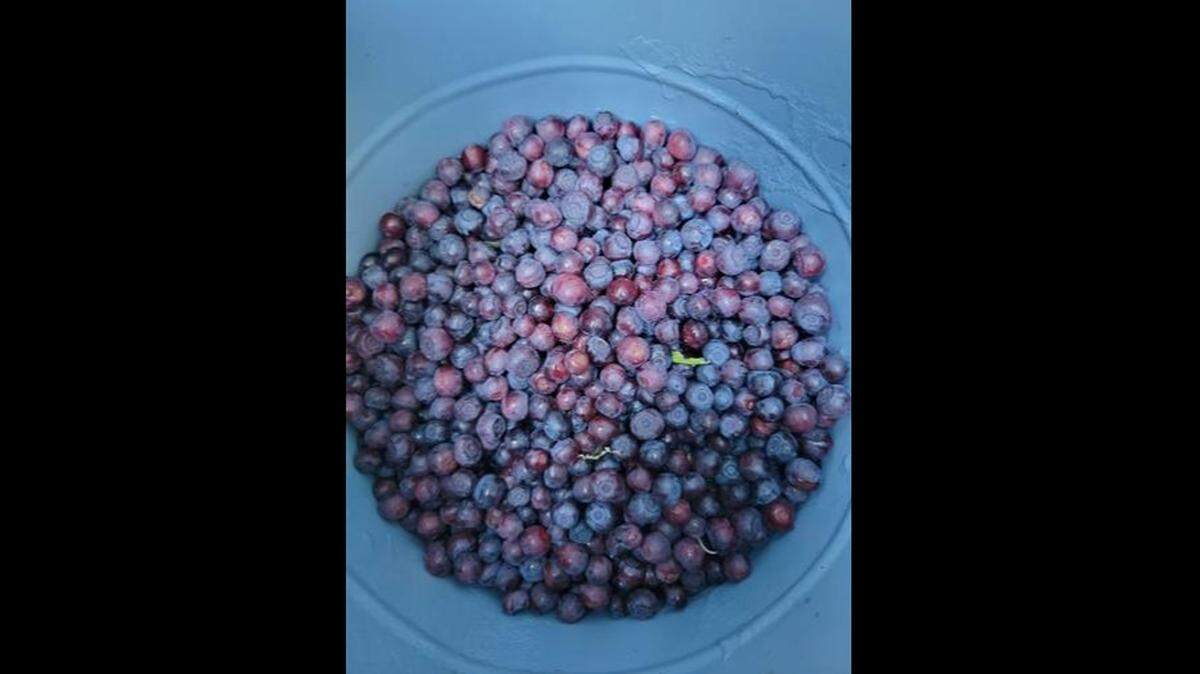 Huckleberries from a recent picking trip.