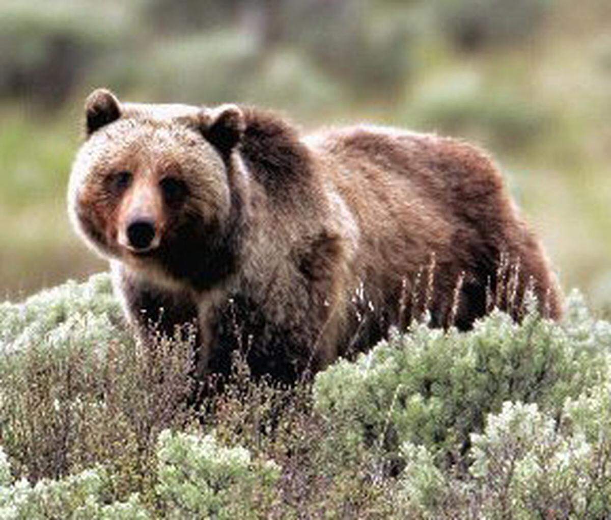 A grizzly bear moves through the brush in the Yellowstone National Park in Wyoming in 2005.