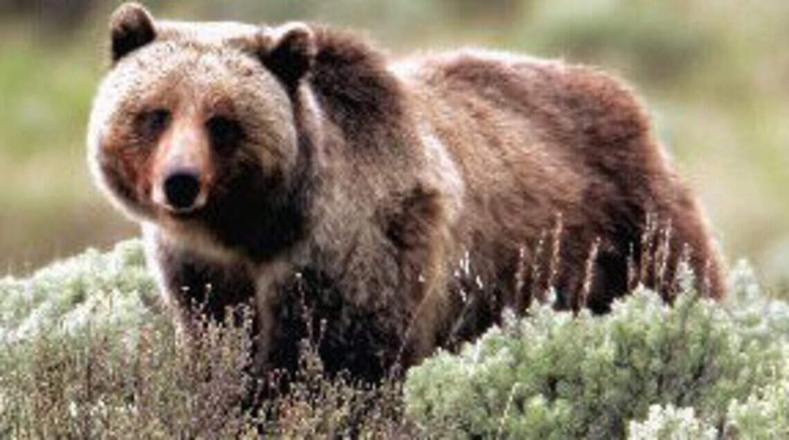 Grizzly bear illegally shot and killed in Idaho, Fish and Game says. Her cub died, too