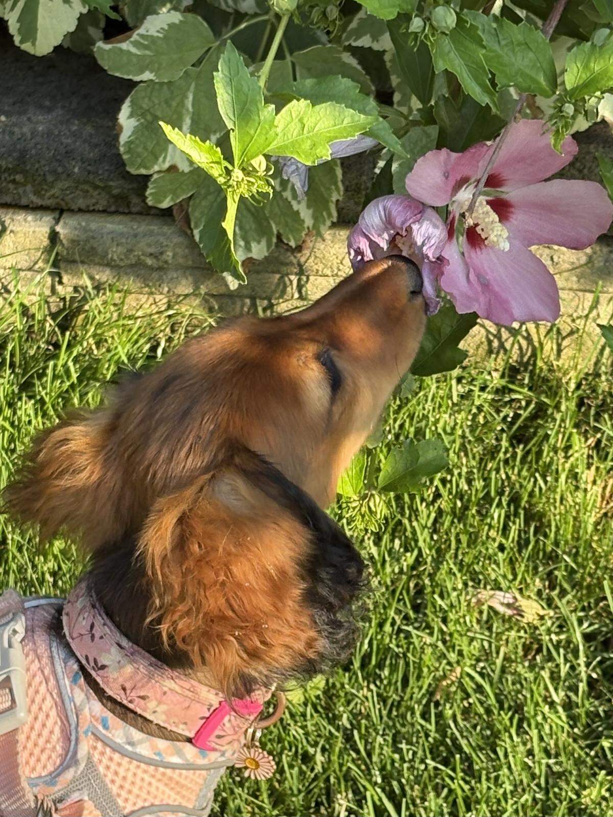Mazikeen loves smelling flowers and helping out in the garden.