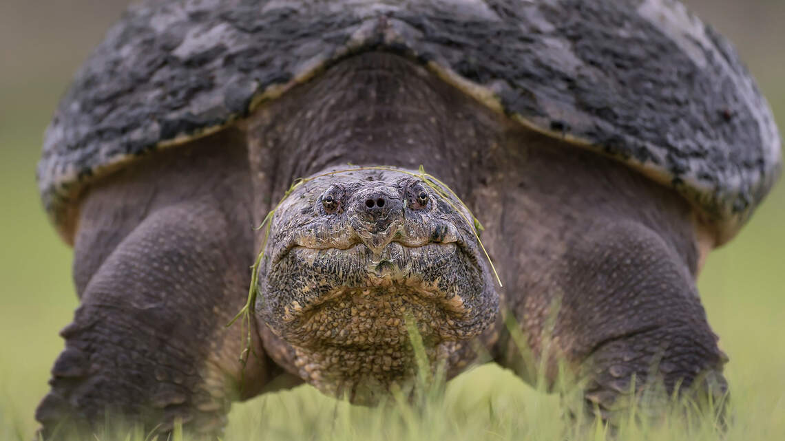 Watch your step: Invasive snapping turtles in Garden City. Are they a threat?