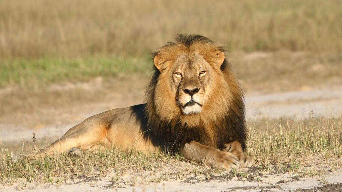 Zimbabwe Lion Killed