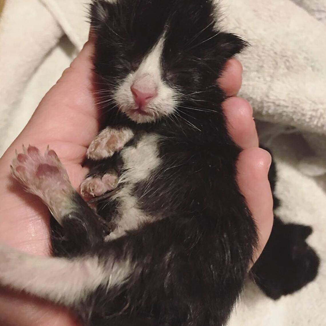 Most of the cats that the Sundells have fostered were kittens, including this one named Pipsqueak, or “Pip.” They adopted this one.