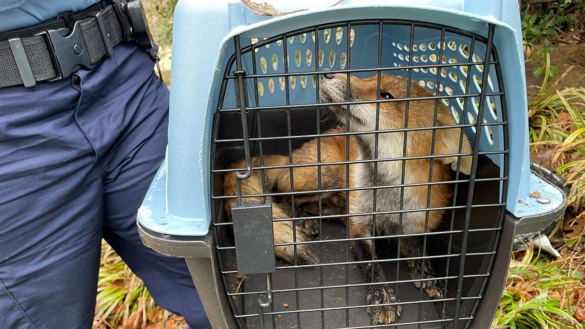 U.S. Capitol Police on Tuesday captured a fox that had bitten several people on the Capitol grounds. The fox tested positive for rabies.