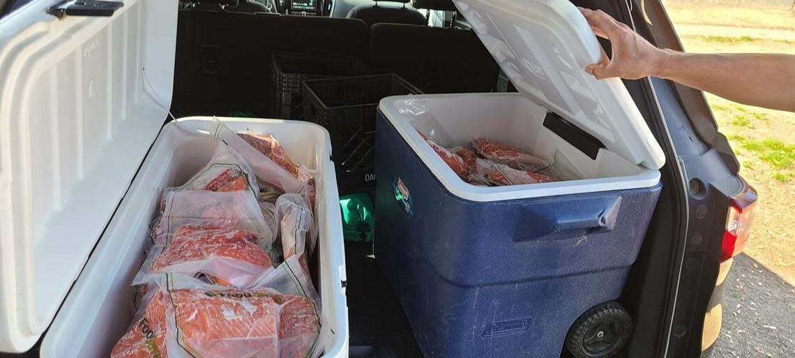 Salmon comprised about 50 percent of the diet of Nez Perce people before runs were decimated by things like habitat destruction and dams. The tribe still strives to have salmon as a central part of its culture, economy and a diet. It distributes salmon to tribal members who are unable to catch their own.